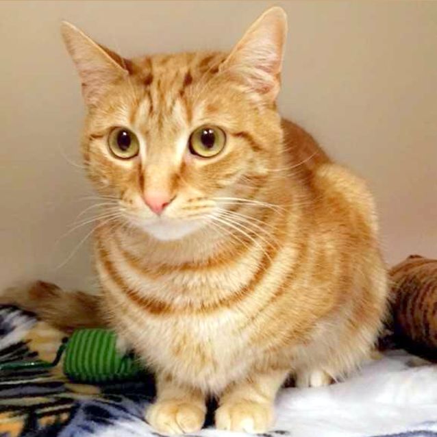 Photo of Caesar