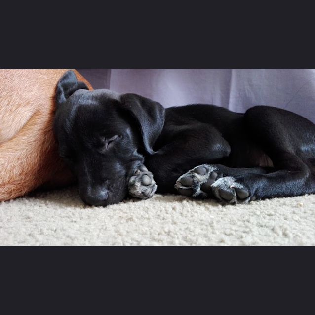 Photo of Grace   Will Be At Rspca Big Adopt Out