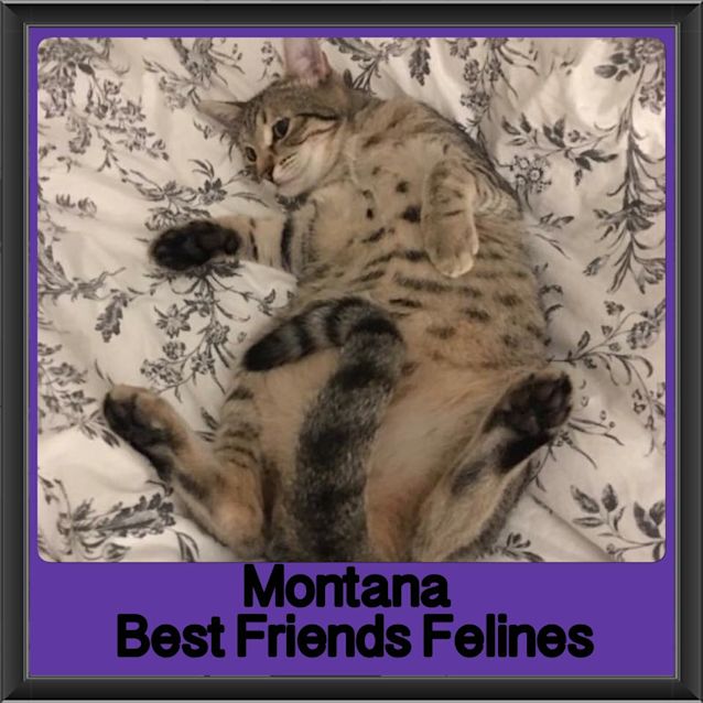 Photo of Montana
