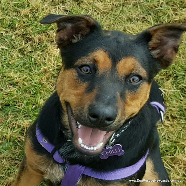 Photo of Chilli ~ Rottweiler X Kelpie (On Trial 18/11/17)