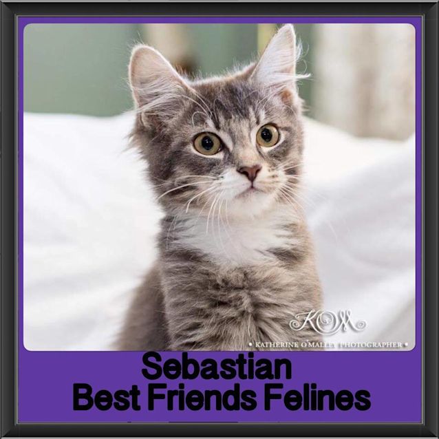 Photo of Sebastian