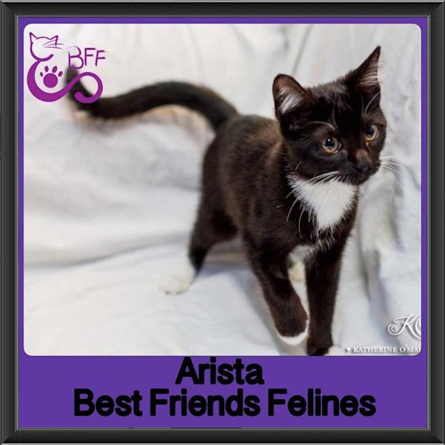 Photo of Arista