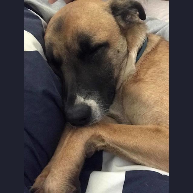 Photo of Sniper   Will Be At Rspca Big Adopt Out