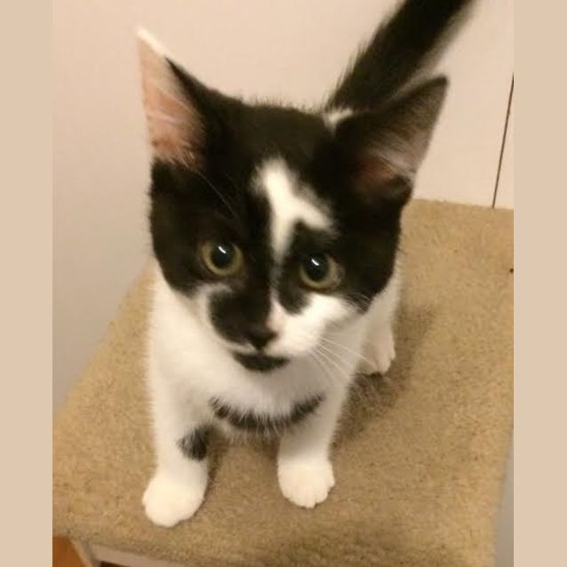 Photo of Lamington (Meet Me At Vets On Parker   Templestowe