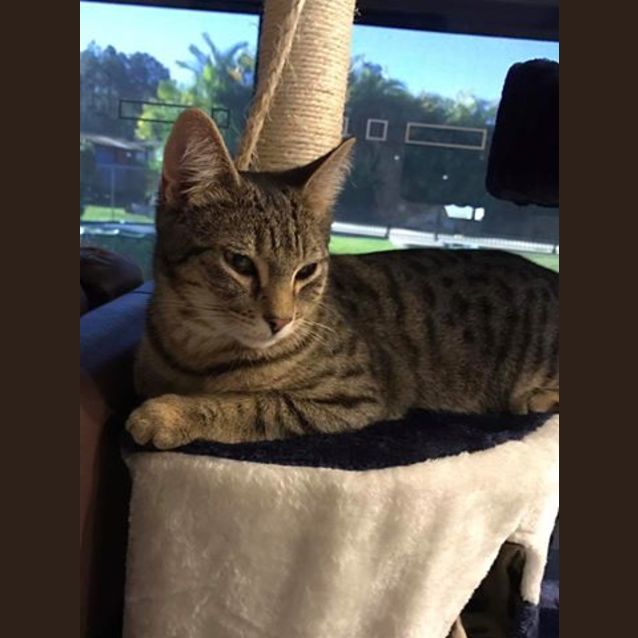 Photo of Niko **I Am At Pet Stock Oxley**