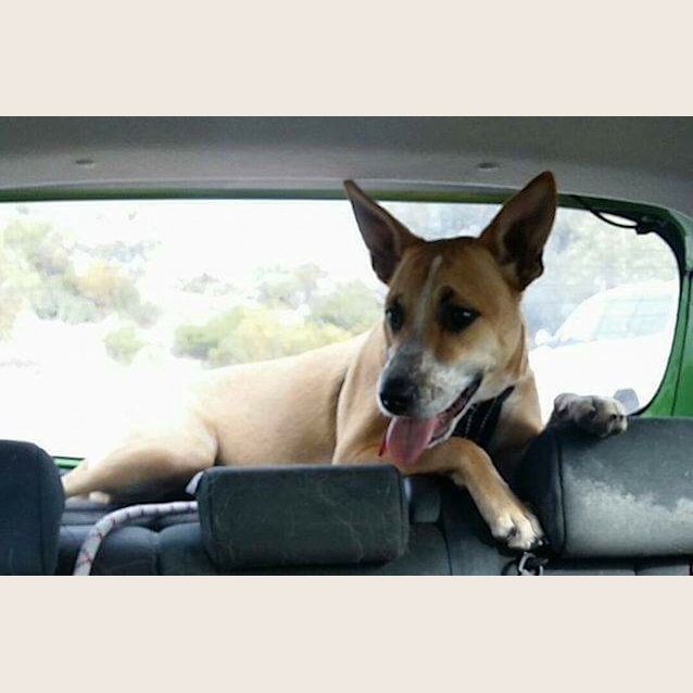 Photo of Argyle (D3432)