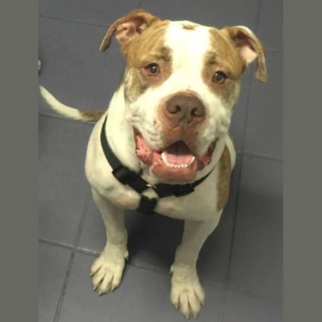 Photo of Happy Chappy