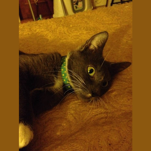 Photo of Pandora **I Am At Pet Stock Oxley**