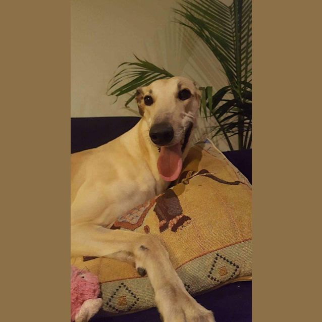 Photo of “Trixie”, Goofily Beautiful. Melbourne