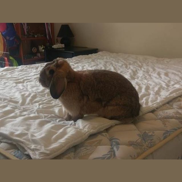 Photo of Gracie