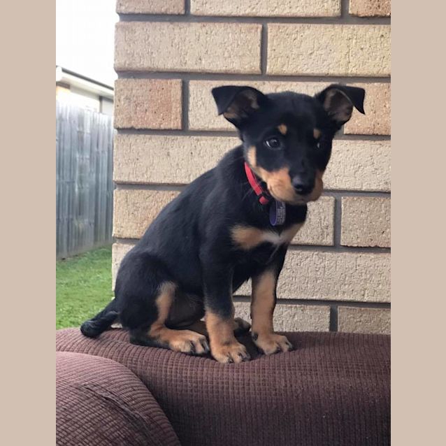 Photo of Leia **Adoption Pending**