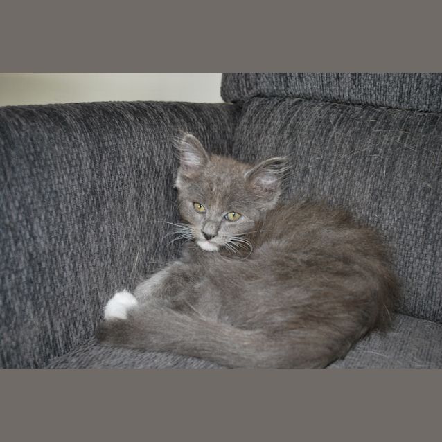 Photo of Gizmo