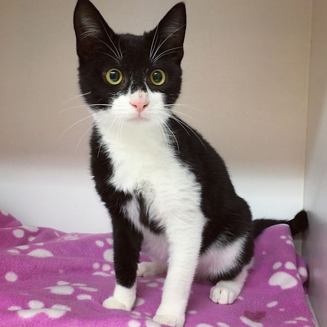 Photo of Archer