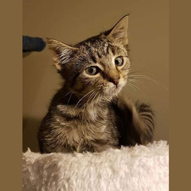 Photo of Boston (Meet Me At Vets On Parker   Templestowe)