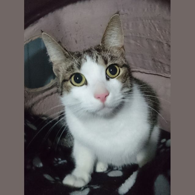 Photo of Koda