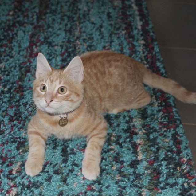 Photo of Wazza (C2990)
