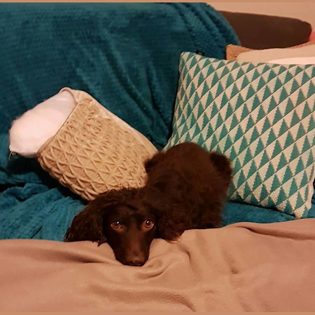 Photo of Cookie 