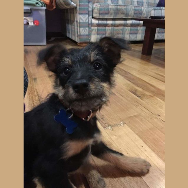 Photo of Rambo 
