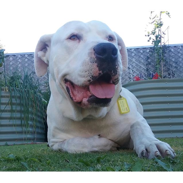 Photo of Boof Dl1655