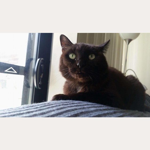 Photo of Missy   Retiree Carer Needed