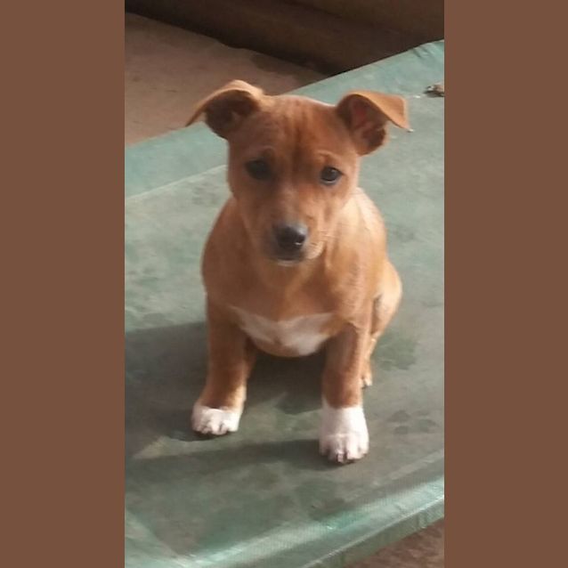 Photo of Daisy 