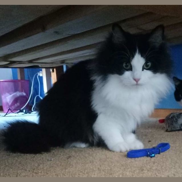 Photo of Nebula (Located In Pakenham)