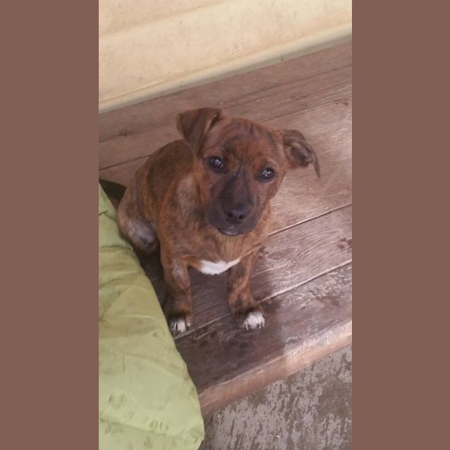 Photo of Saffie 