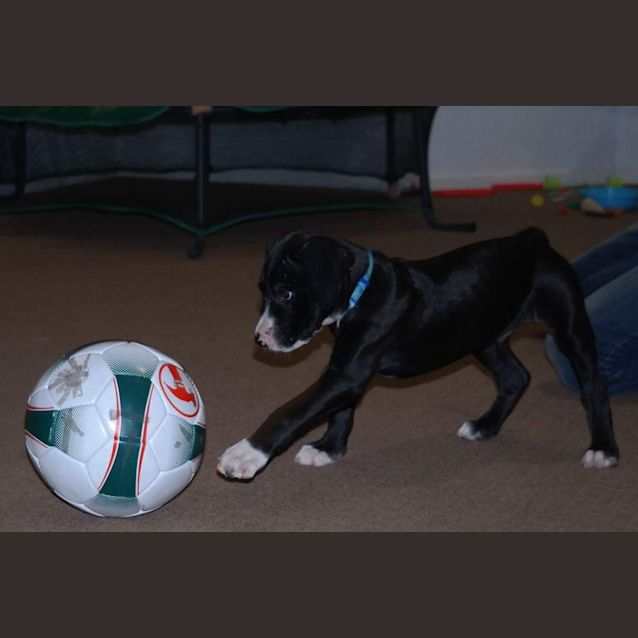 Photo of Beau
