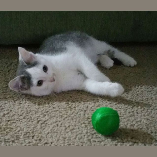 Photo of Chance 😻 Friendly Little Kitten 