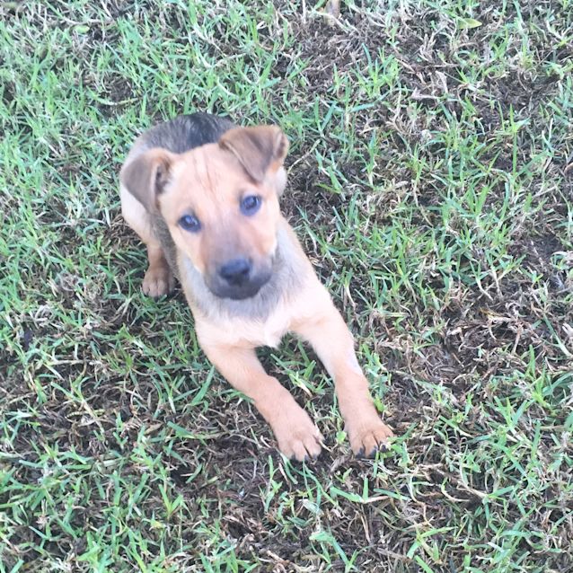 Photo of Honey **Adopted**