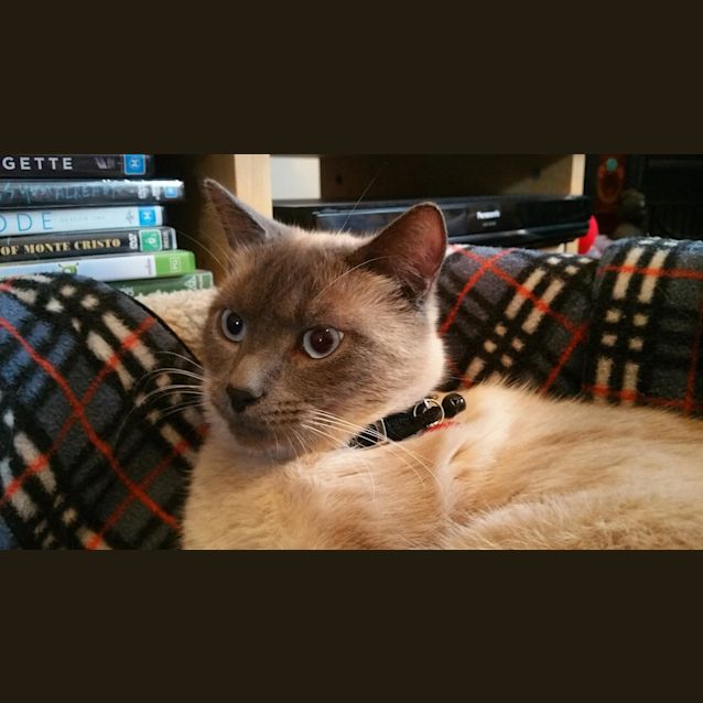 Photo of Jasper (Located In Thornbury)