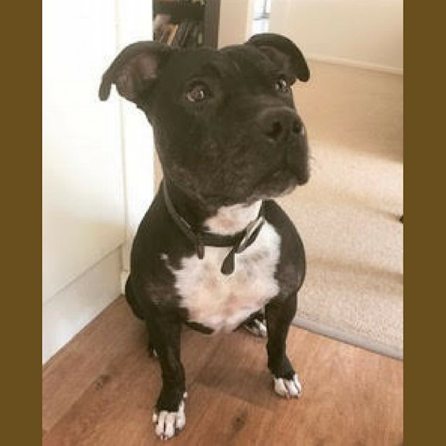 Photo of Neville ~ Staffy (Foster Fail)