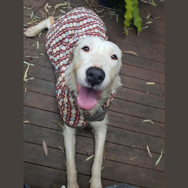 Photo of Hiccup 