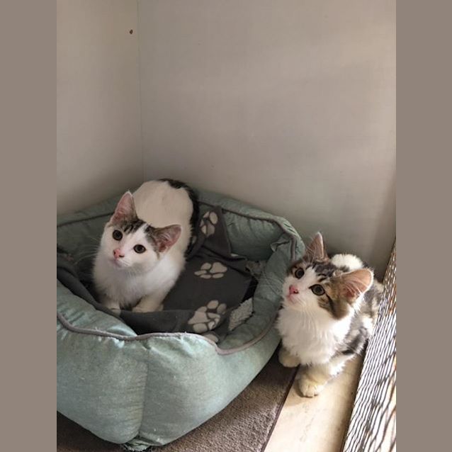 Photo of Chester And Rocco