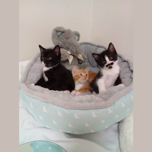 Photo of Sox, Jasper & Tache