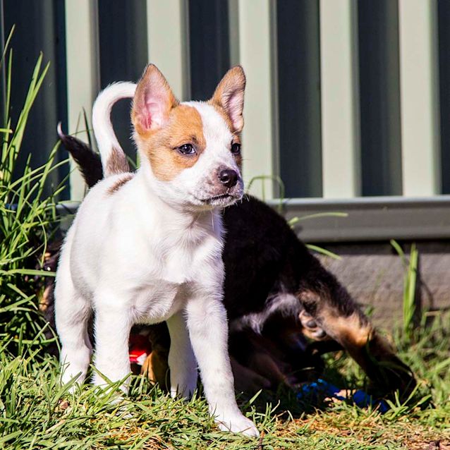 Photo of Pheonix ~ Cattle X Kelpie Puppy (On Trial 23/7/17)
