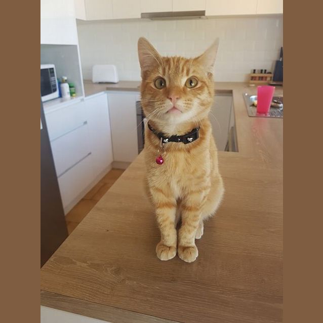 Photo of Barney