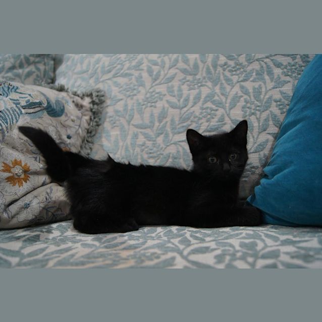 Photo of Galinda (Located In Oak Park)