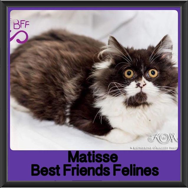Photo of Matisse