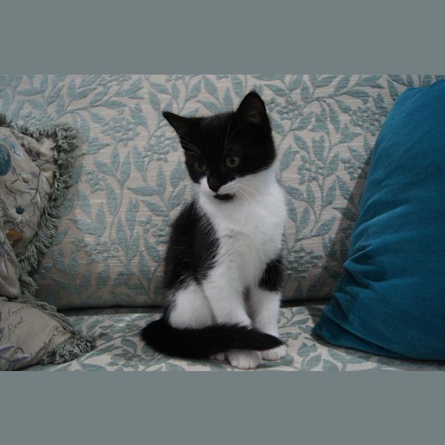 Photo of Elie (Located In Oak Park)