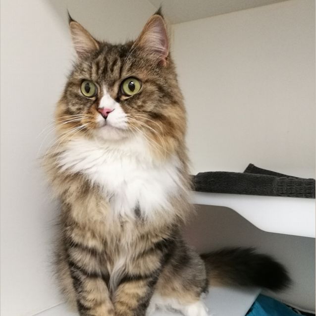 Photo of Spike
