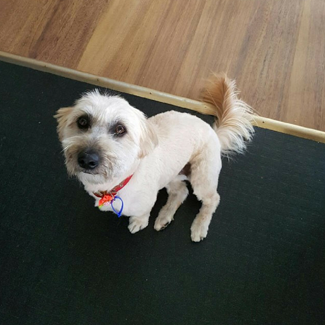 Photo of Abbey ~ Poodle X (On Trial 16/7/17)