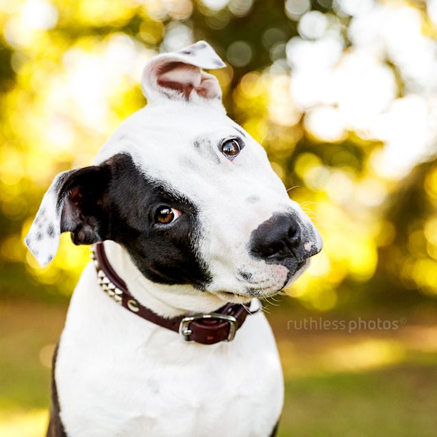 Photo of Diablo