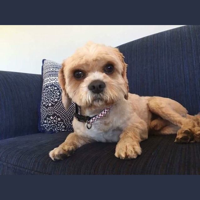 Photo of Gorgeous Humphrey! 