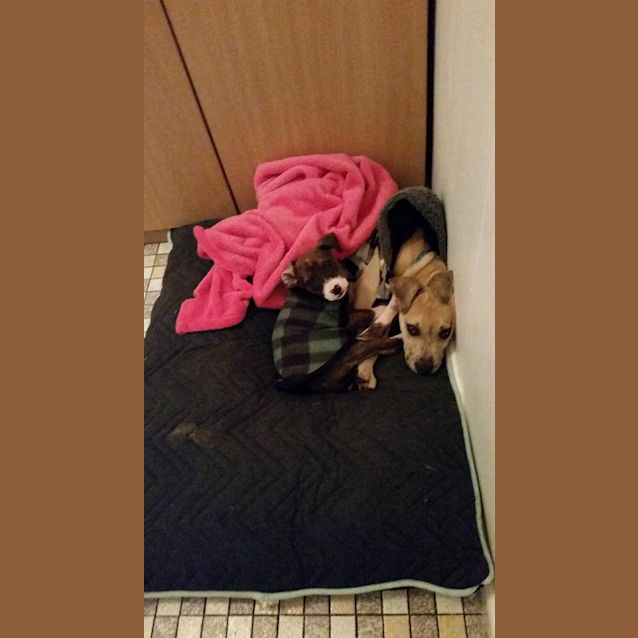 Photo of Melman (Mel)