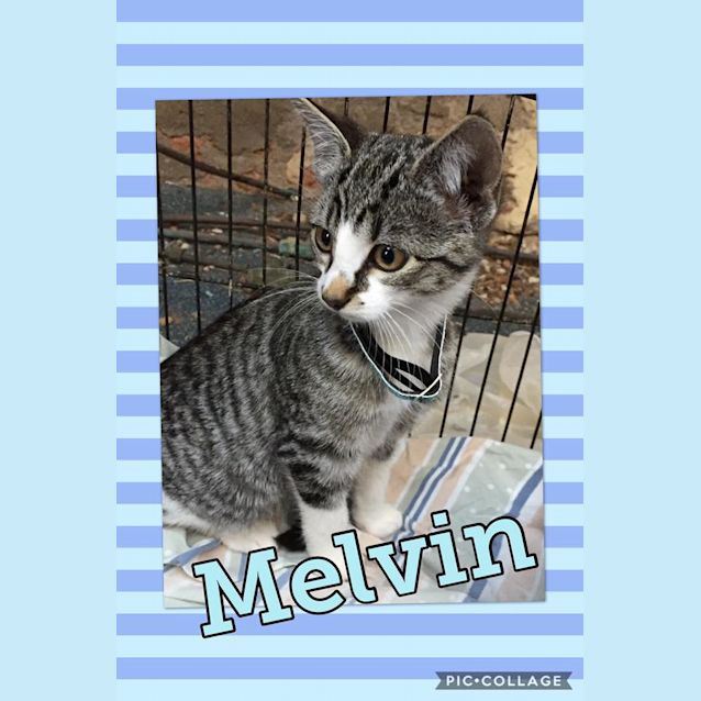 Photo of Melvin