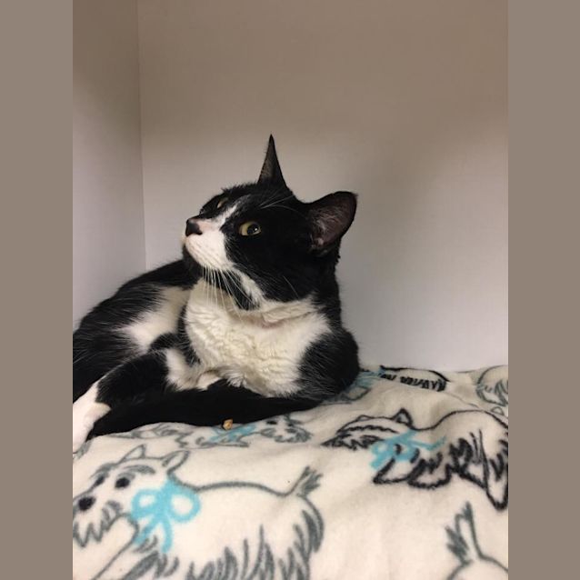 Photo of Buddy