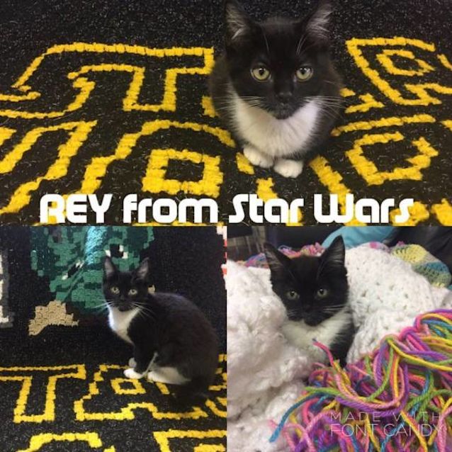 Photo of Rey
