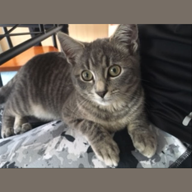 Photo of Pumpkin Pie