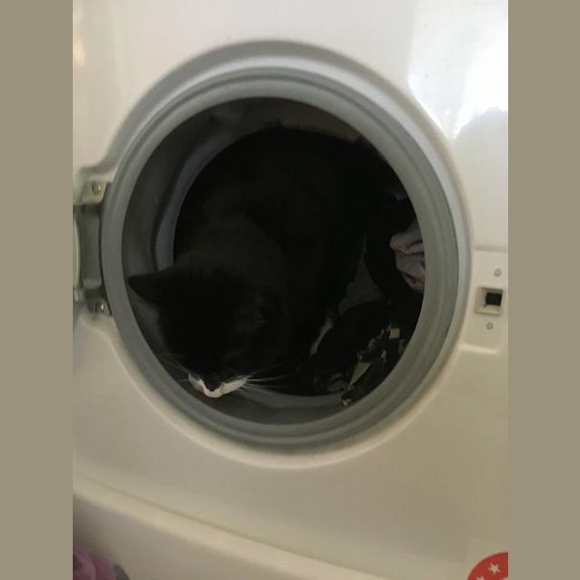 Photo of Bandit